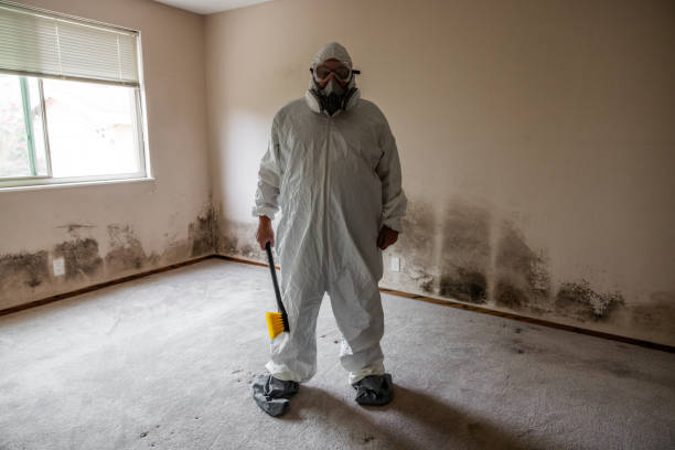 Best Professional Mold Removal  in USA